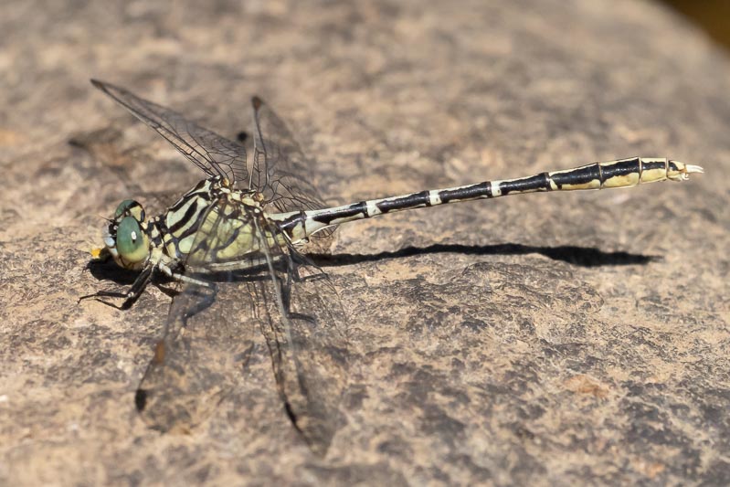 Austrogomphus guerini (Yellow-striped Hunter) male-3.jpg